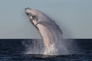 Whales come out to play in Sydney